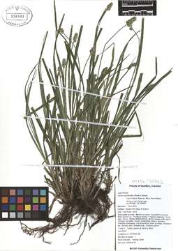 Image of Thin-Leaf Sedge