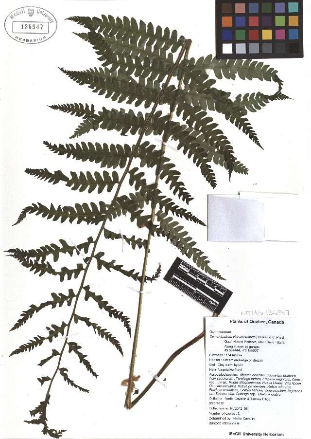 Слика од Osmundastrum cinnamomeum Presl