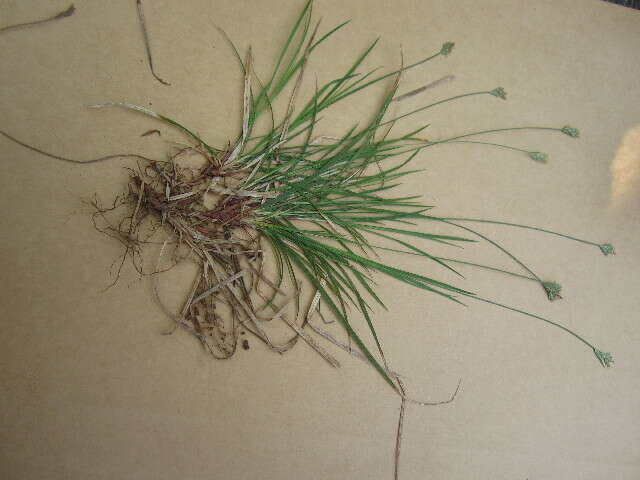 Image of Peck's sedge