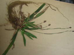 Image of plantainleaf sedge