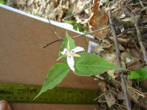 Image of painted trillium