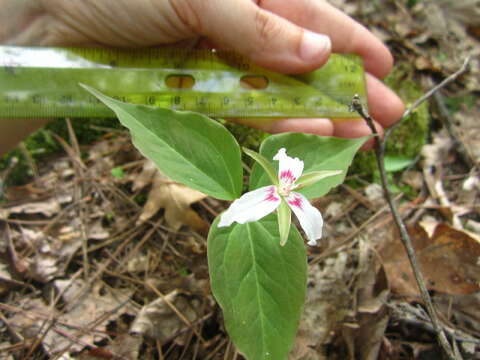 Image of painted trillium