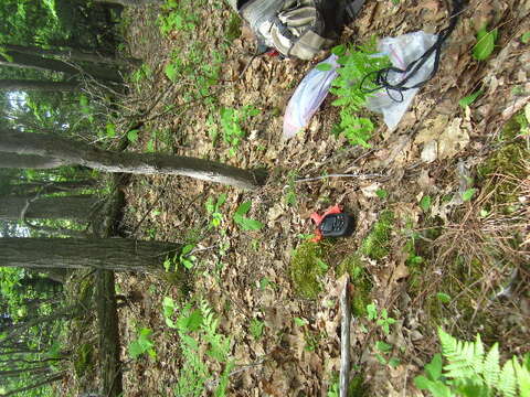 Image of painted trillium