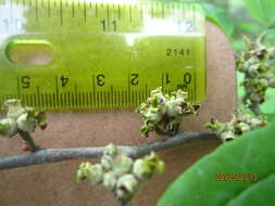 Hamamelis virginiana L. resmi