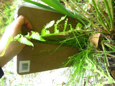 Image of Gray Bog Sedge