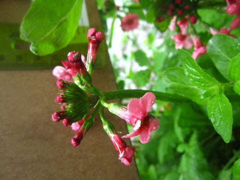 Imagem de Primula bulleyana subsp. beesiana (Forrest) A. J. Richards