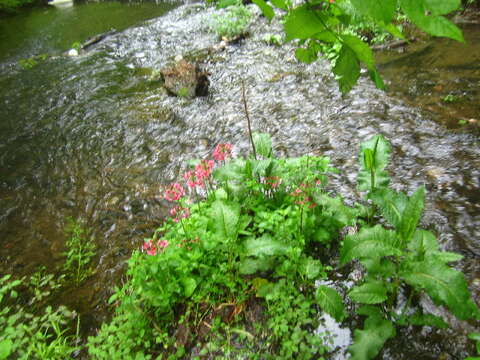 Imagem de Primula bulleyana subsp. beesiana (Forrest) A. J. Richards