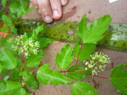 Image of Acer tataricum subsp. ginnala