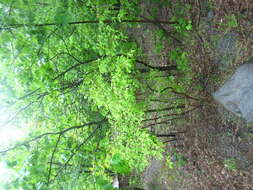Image of Acer tataricum subsp. ginnala