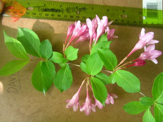 Image of crimson weigela