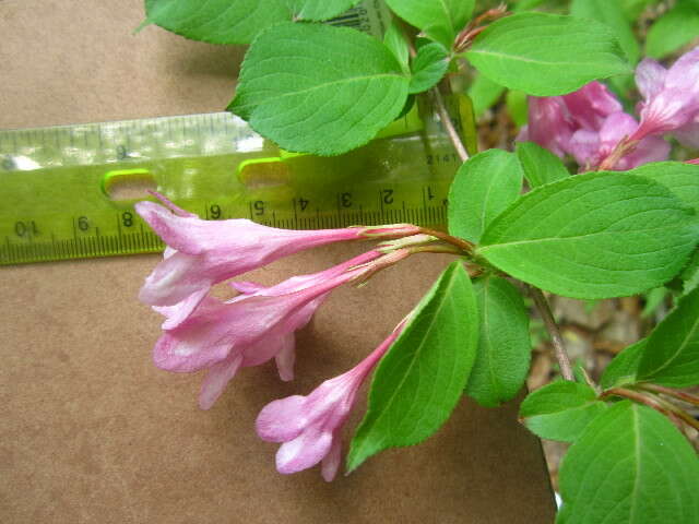 Image of crimson weigela