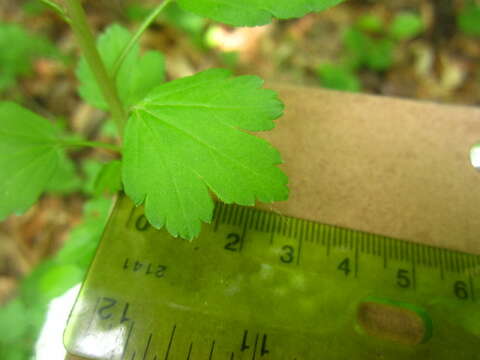 Image of Mountain Currant