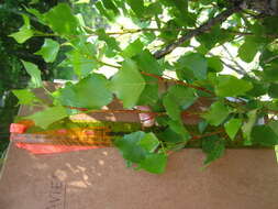 Image of Black Poplar