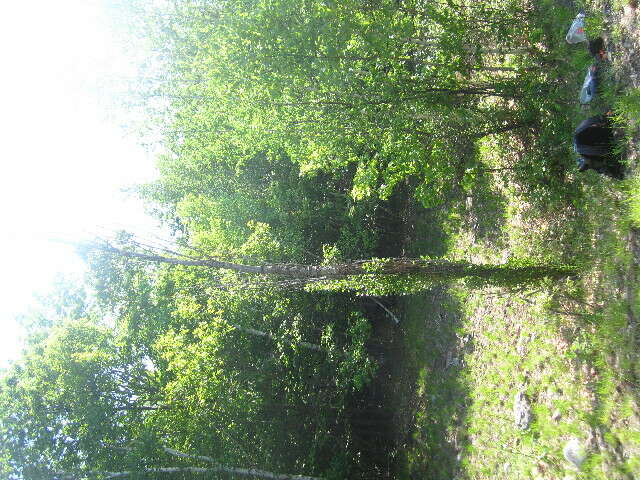 Image of Black Poplar