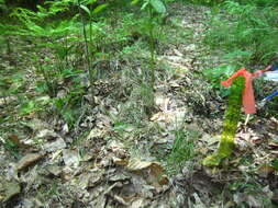 Image of Sweet vernal grass