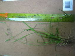 Image of Sweet vernal grass