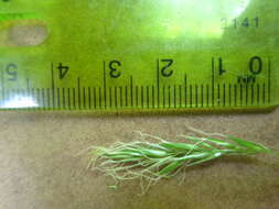 Image of Sweet vernal grass