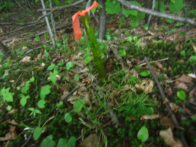 Image of complanate clubmoss