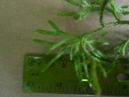 Image of complanate clubmoss