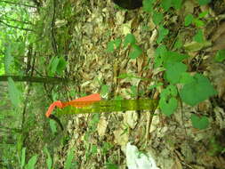 Image of branched moonwort