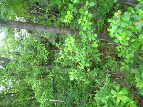 Image of prairie willow