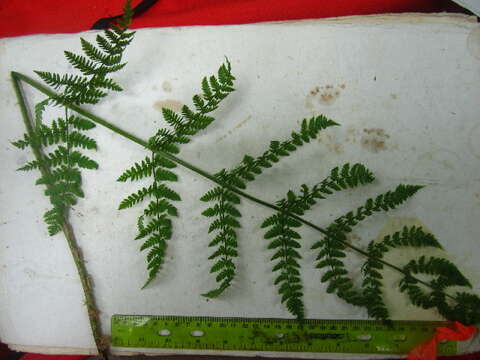 Image of mountain woodfern