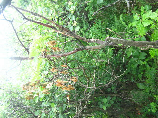 Image of fireberry hawthorn