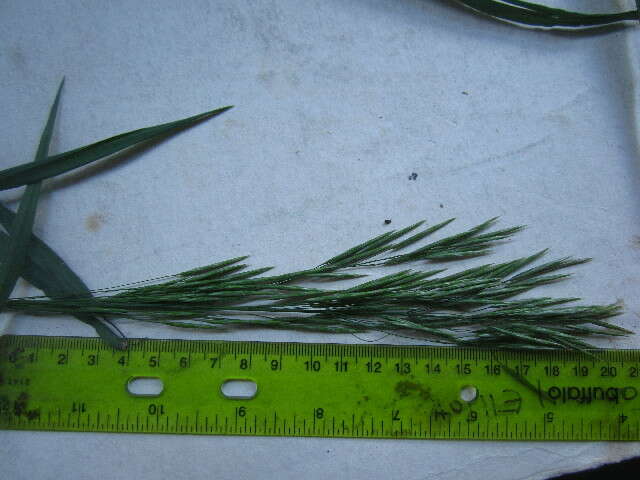 Image of smooth brome