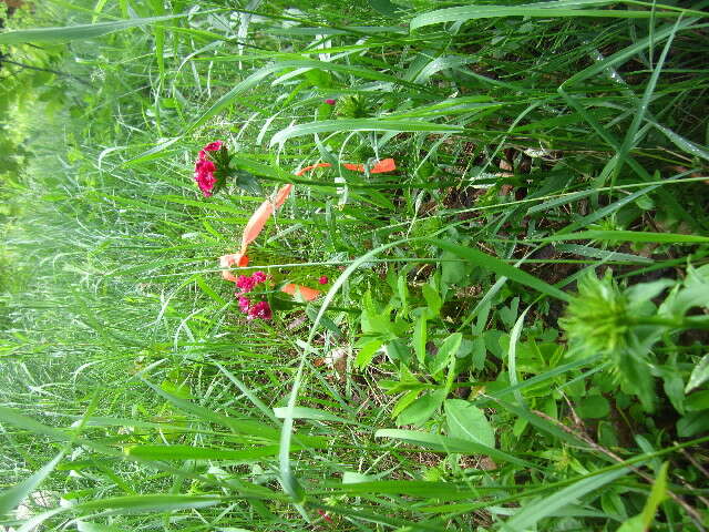 صورة Dianthus barbatus L.