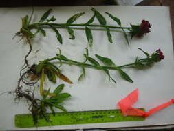 صورة Dianthus barbatus L.