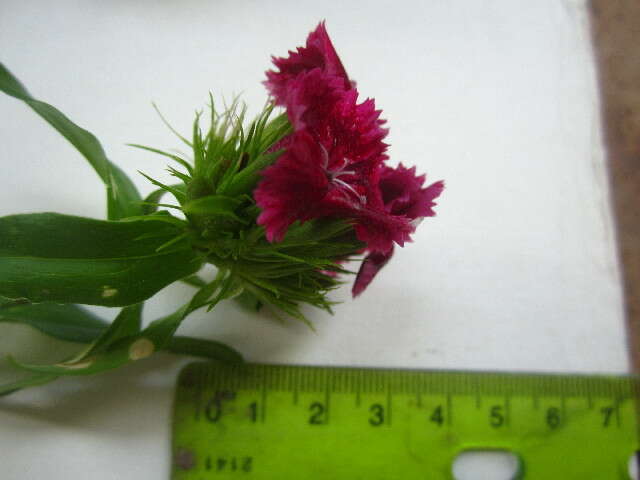 صورة Dianthus barbatus L.