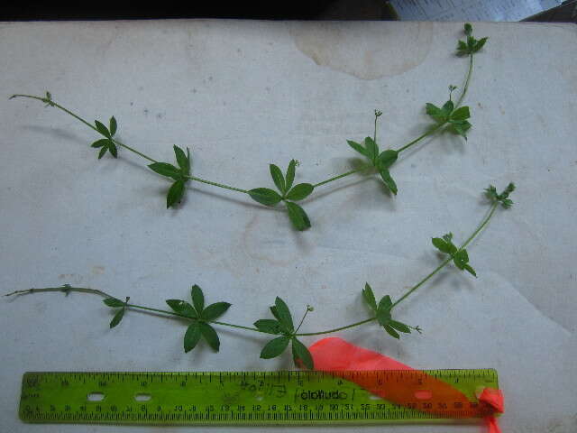 Image of fragrant bedstraw