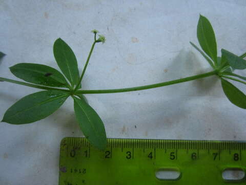 Image of fragrant bedstraw