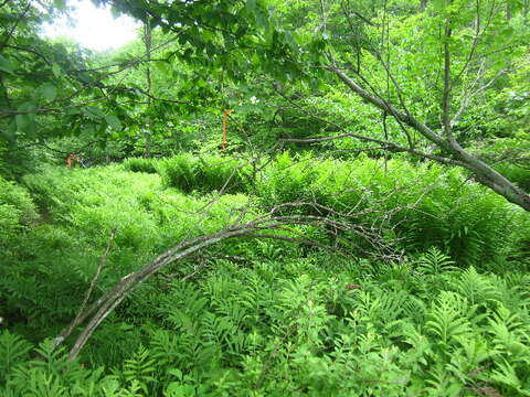 Image of Cranberry-tree