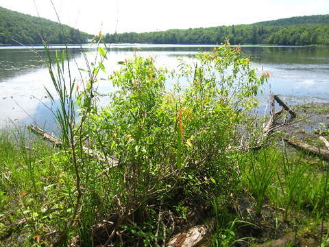 Image of European Violet-Willow