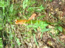 Image of Wild licorice