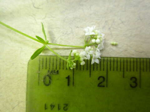 Image of Common Marsh-bedstraw