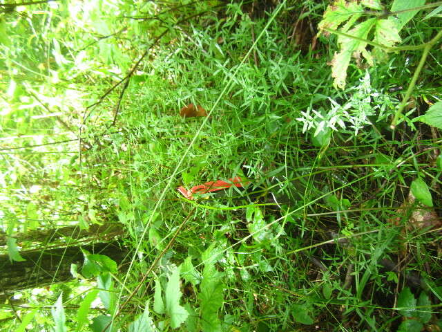 Image of Northern bedstraw