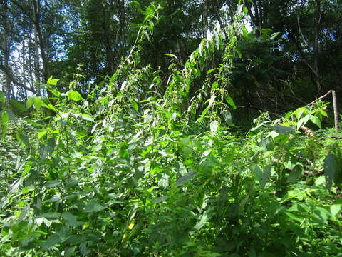 Image of Common Nettle