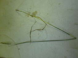 Image of quackgrass