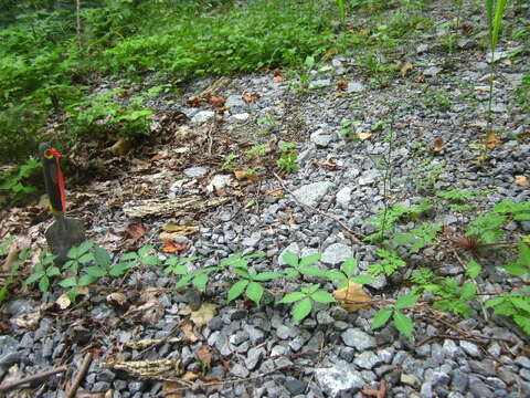 Image of Virginia creeper