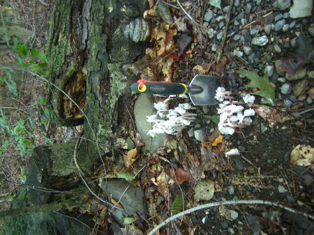 Image of Indian Pipe