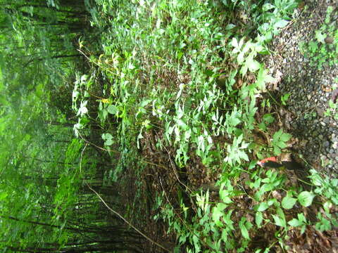 Image of roadside agrimony