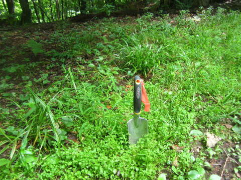 Image of Common chickweed