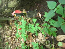 Image of baneberry