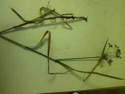 Image of panicled bulrush