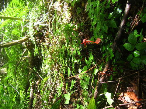 Image of prickly currant