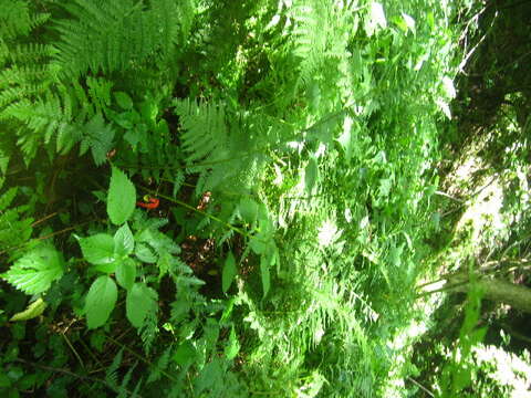 Image de Dryopteris clintoniana (D. C. Eat.) Dowell