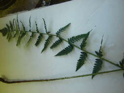 Image de Dryopteris clintoniana (D. C. Eat.) Dowell