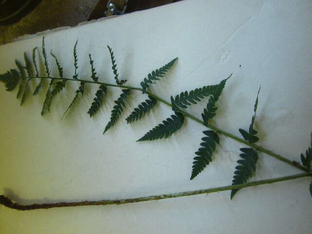 Image de Dryopteris clintoniana (D. C. Eat.) Dowell